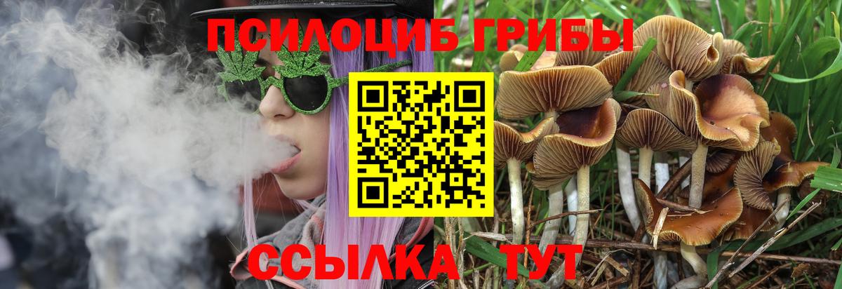Урус-Мартан  Галлюциногенные грибы MAGIC MUSHROOMS  Вход с VPN 